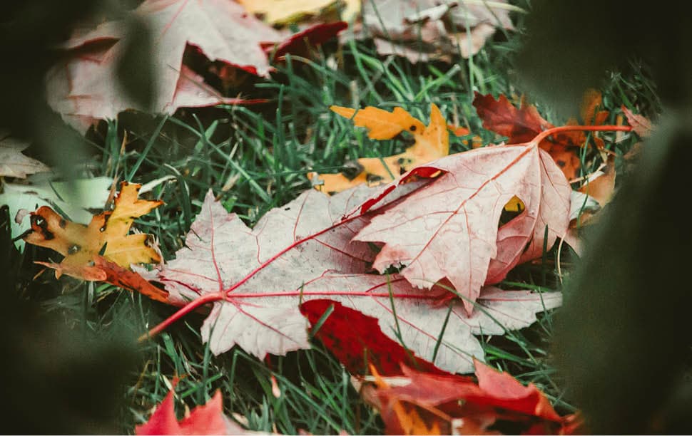 Herfstbladeren Herfstbladeren