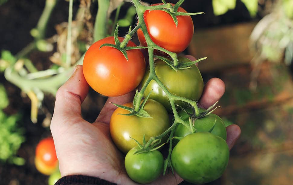 Tomaten moestuin Tomaten moestuin