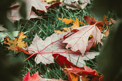 Tuinieren in de herfst