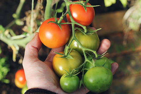 Tips voor je eigen moestuin