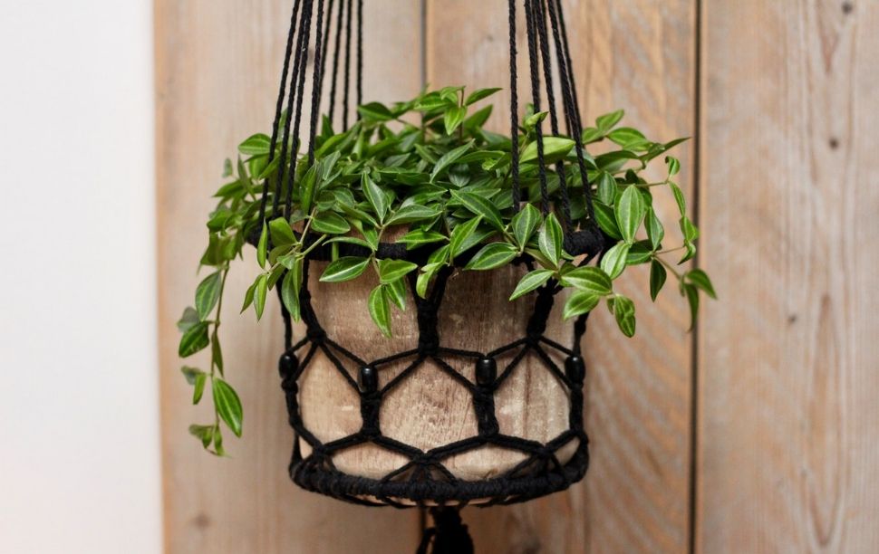 hangplant hangplant